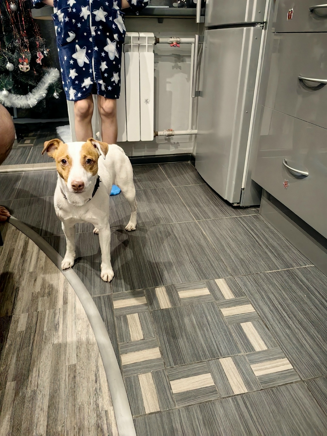 Найдена собака в Новороссийске — фото объявления