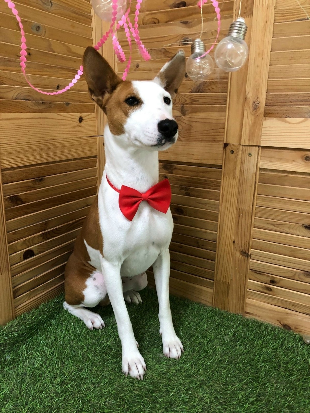 Пропала собака в Новороссийске — фото объявления