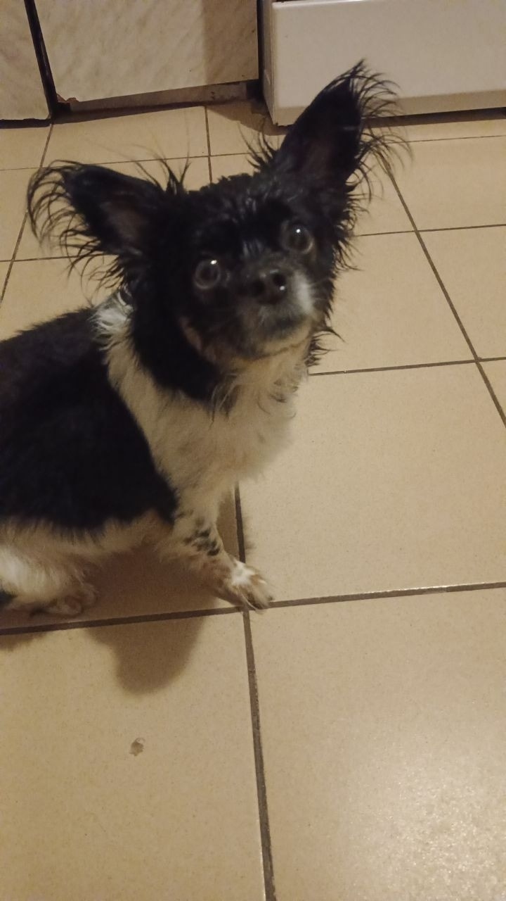 Найдена собака в Новороссийске — фото объявления