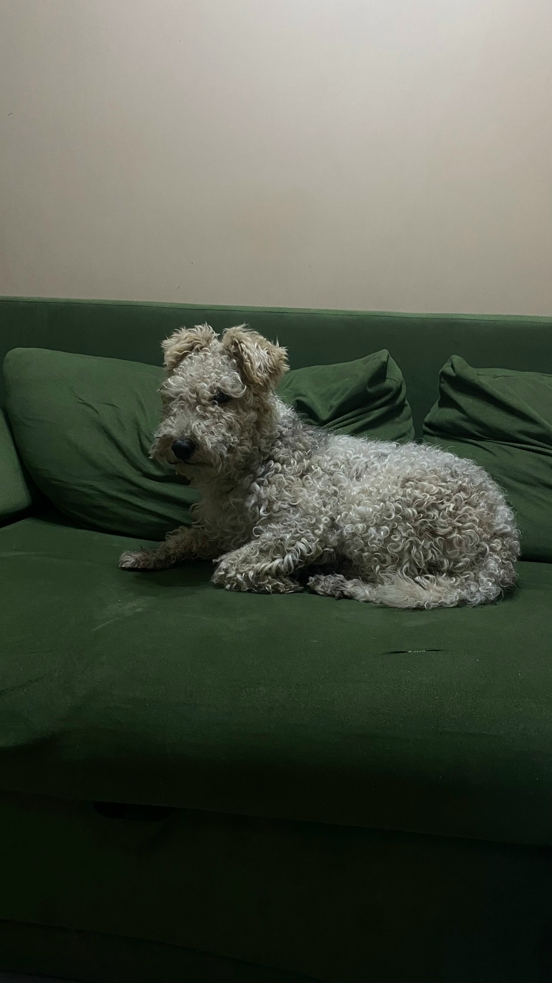 Найдена собака в Новороссийске — фото объявления