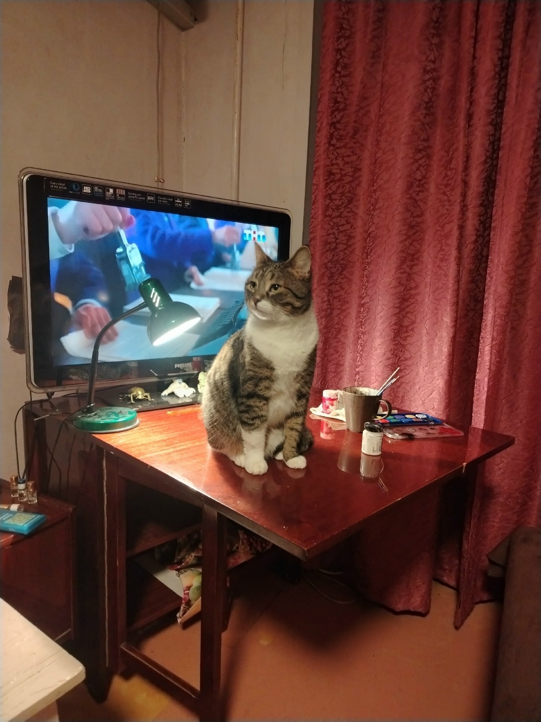 Пропала кошка в Новороссийске — фото объявления