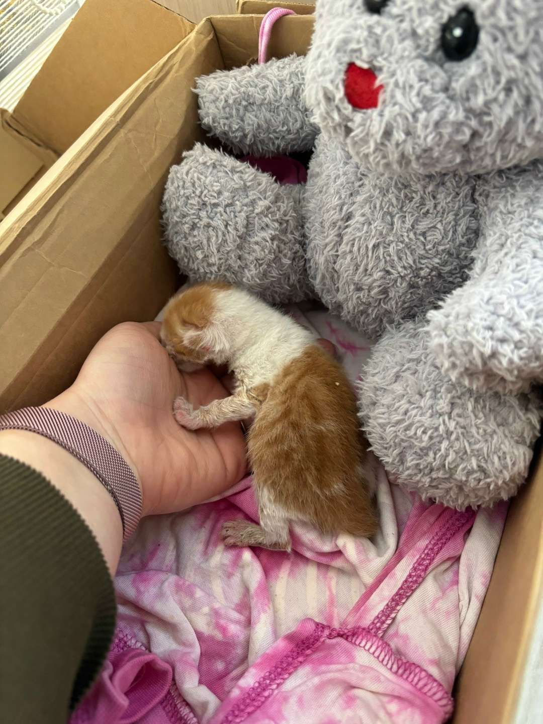 Найдена кошка в Новороссийске — фото объявления