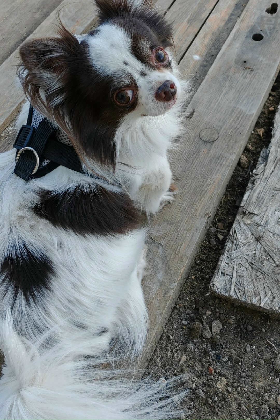 Пропала собака в Костроме — фото объявления