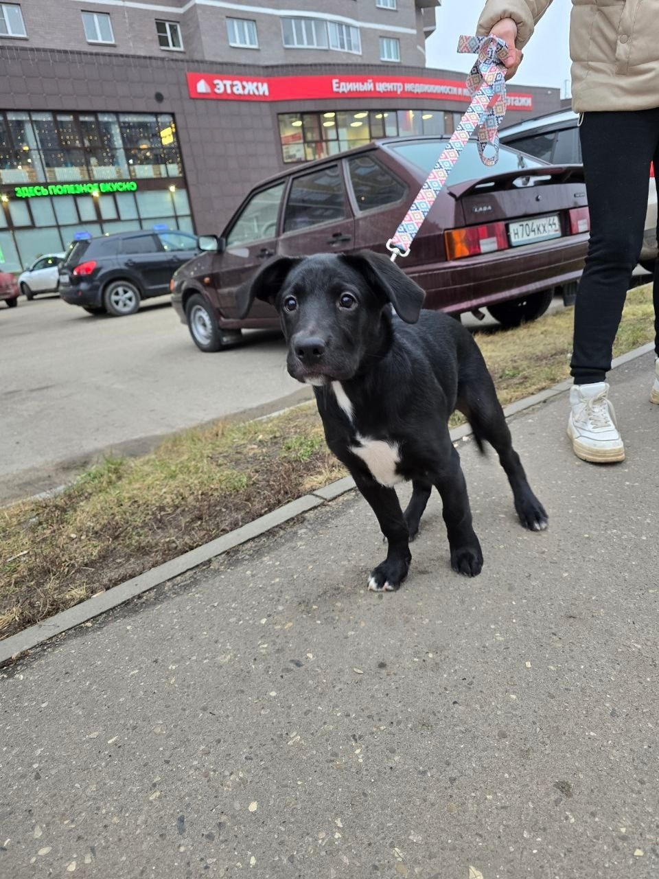Найдена собака в Костроме — фото объявления