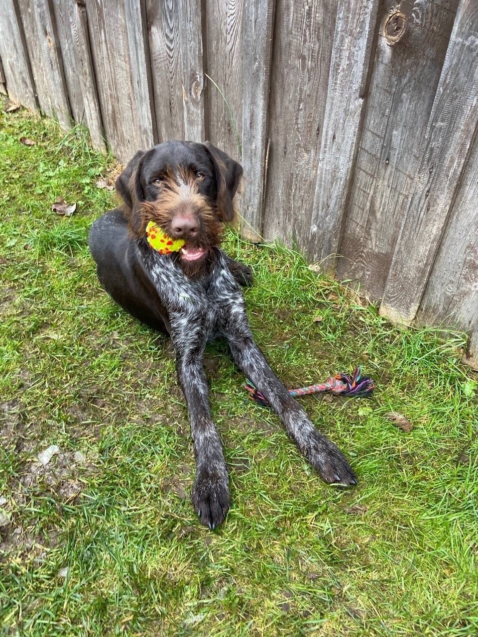 Пропала собака в Костроме — фото объявления