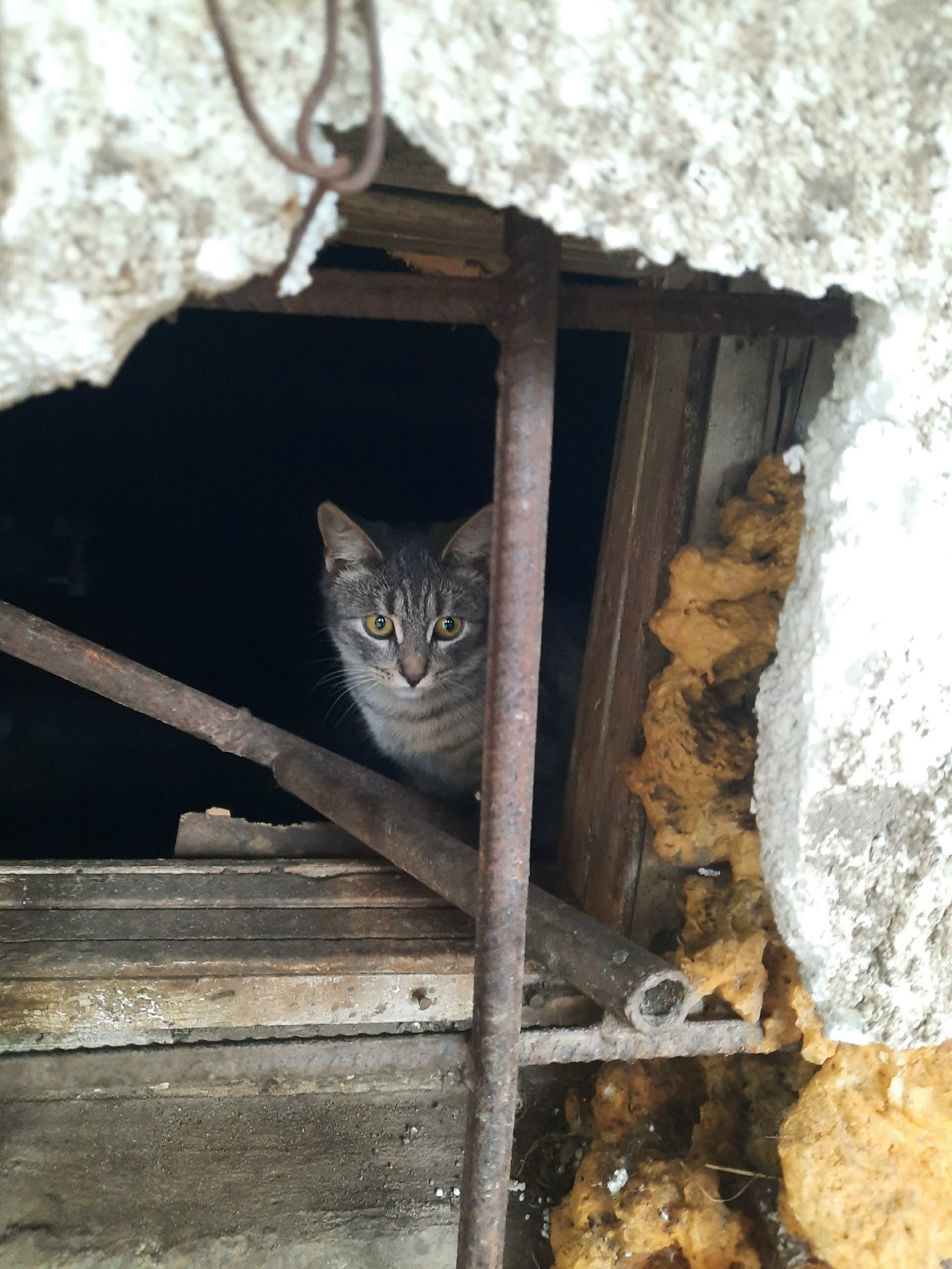 Пропала кошка в Костроме — фото объявления