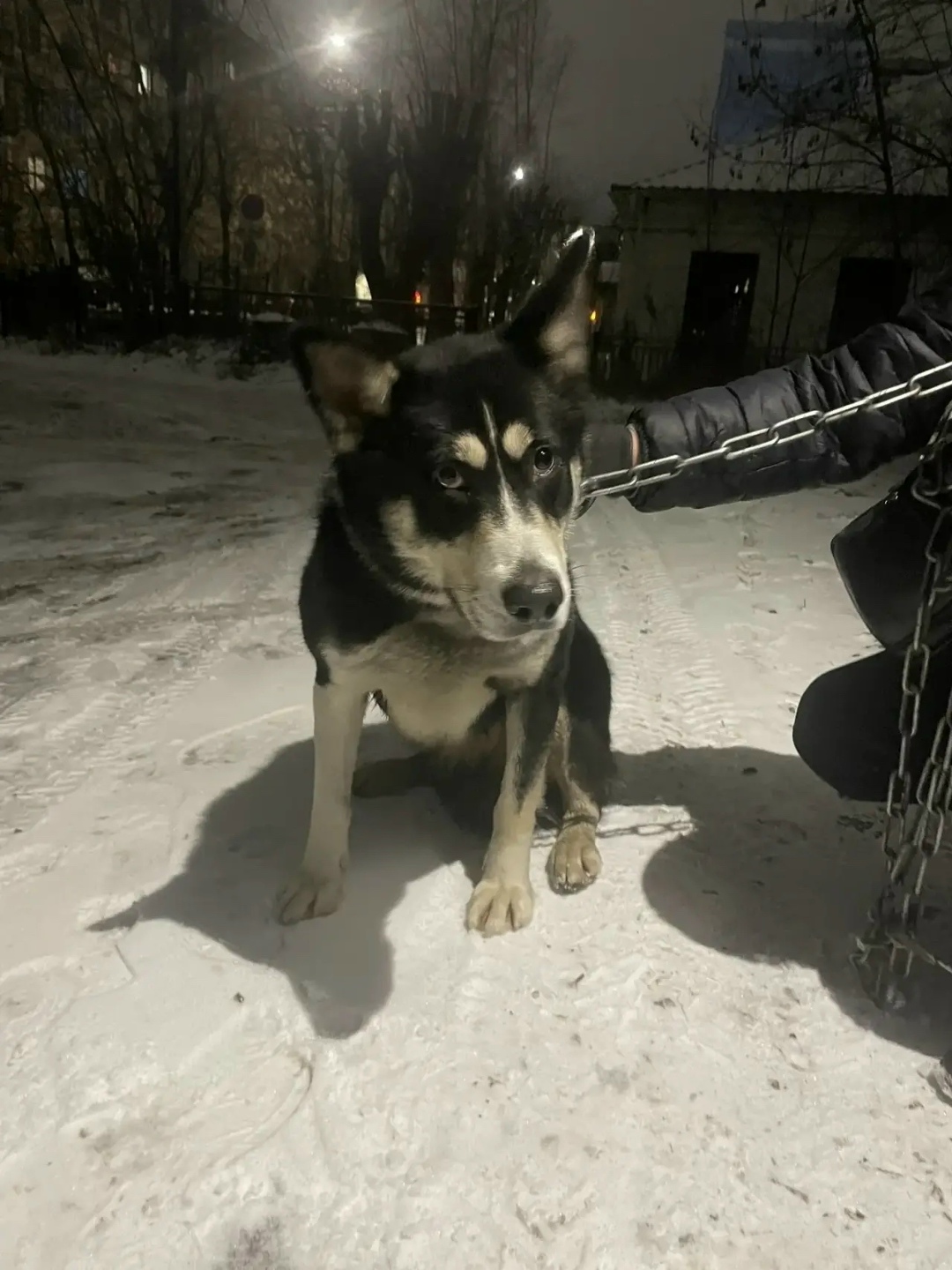 Найдена собака в Костроме — фото объявления