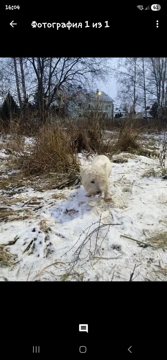 Найдена собака в Костроме — фото объявления