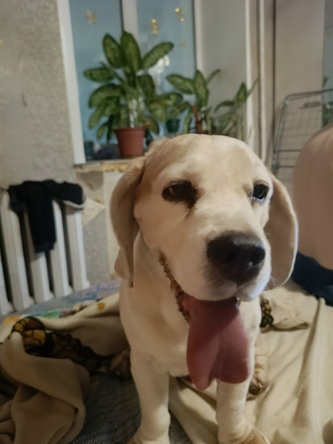 Найдена собака в Костроме — фото объявления