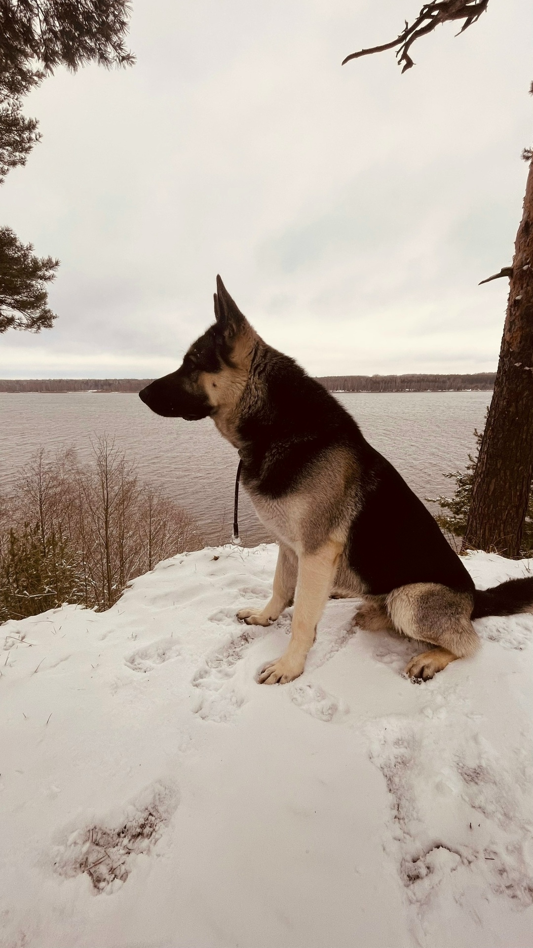 Пропала собака в Костроме — фото объявления