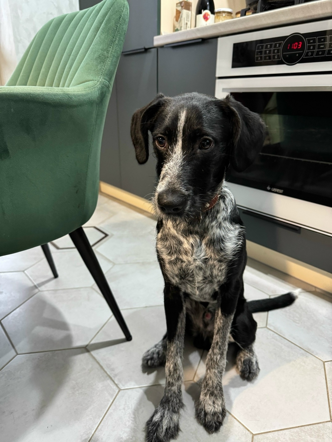 Найдена собака в Костроме — фото объявления