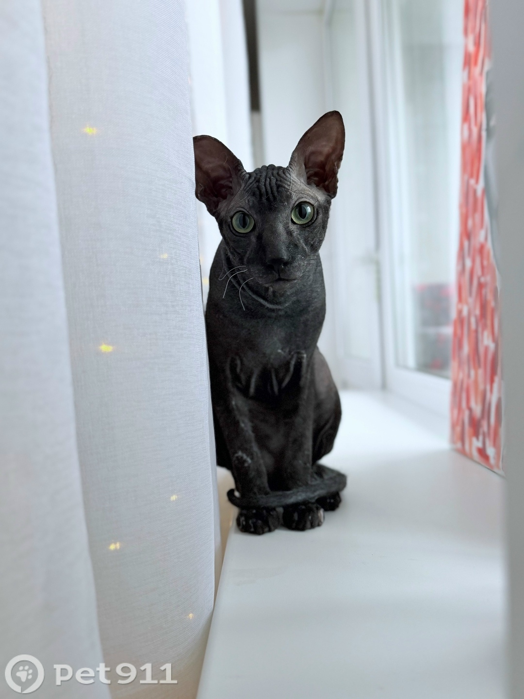 Пропала кошка в Костроме — фото объявления