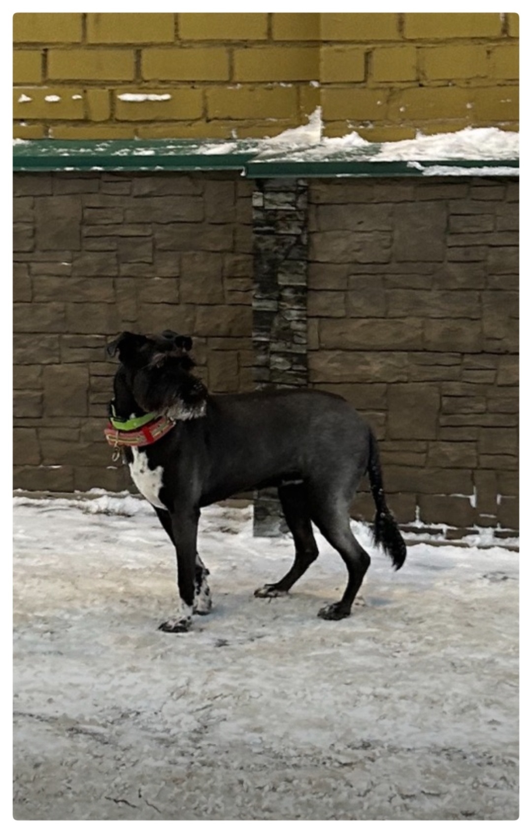 Пропала собака в Мурманске — фото объявления