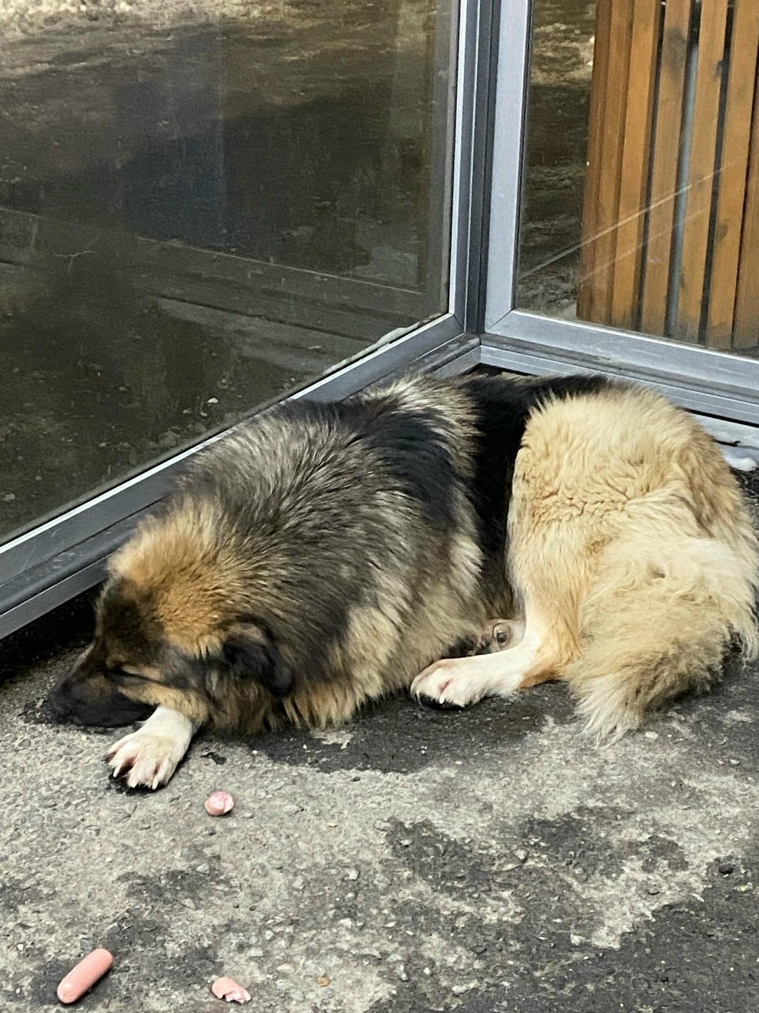Пропала собака в Мурманске — фото объявления