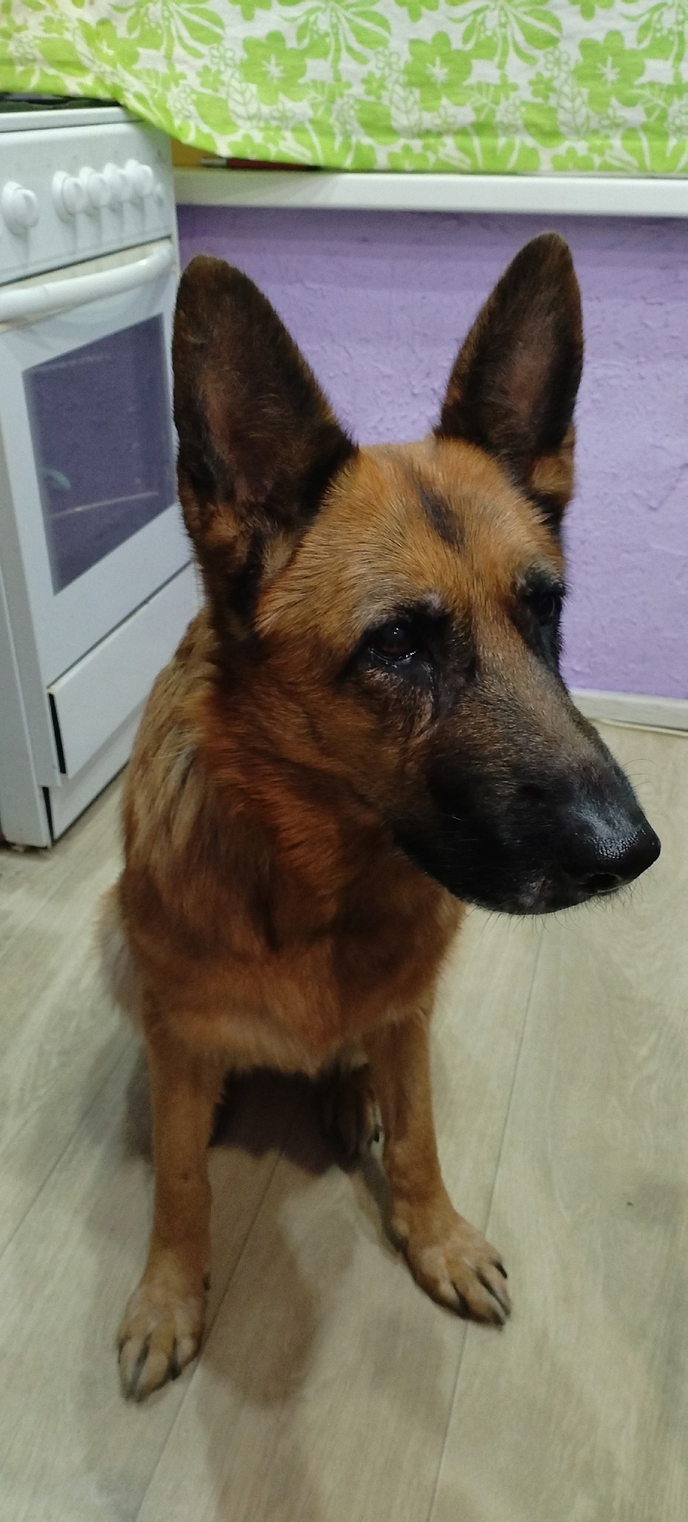 Найдена собака в Мурманске — фото объявления