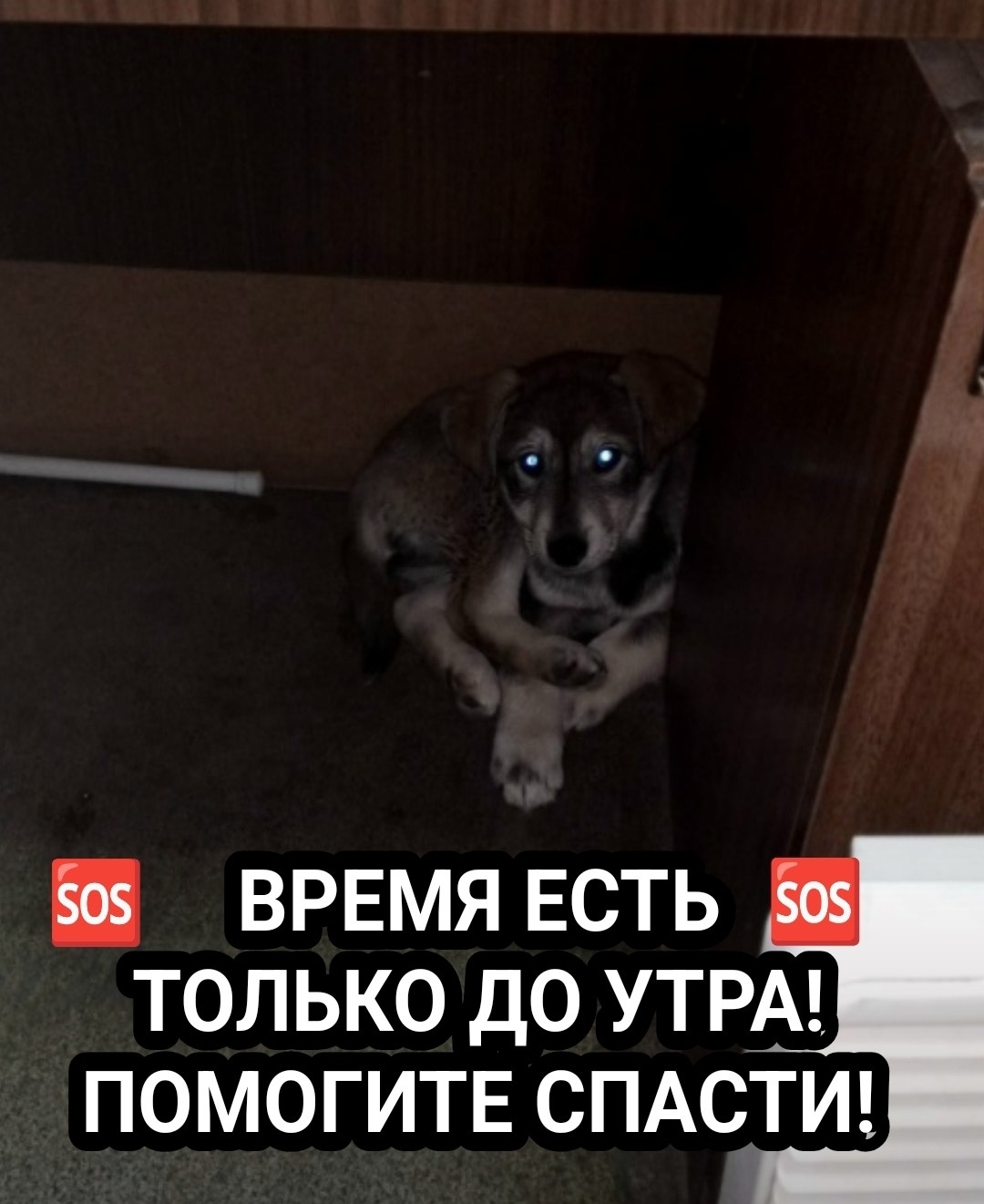 Найдена собака в Мурманске — фото объявления