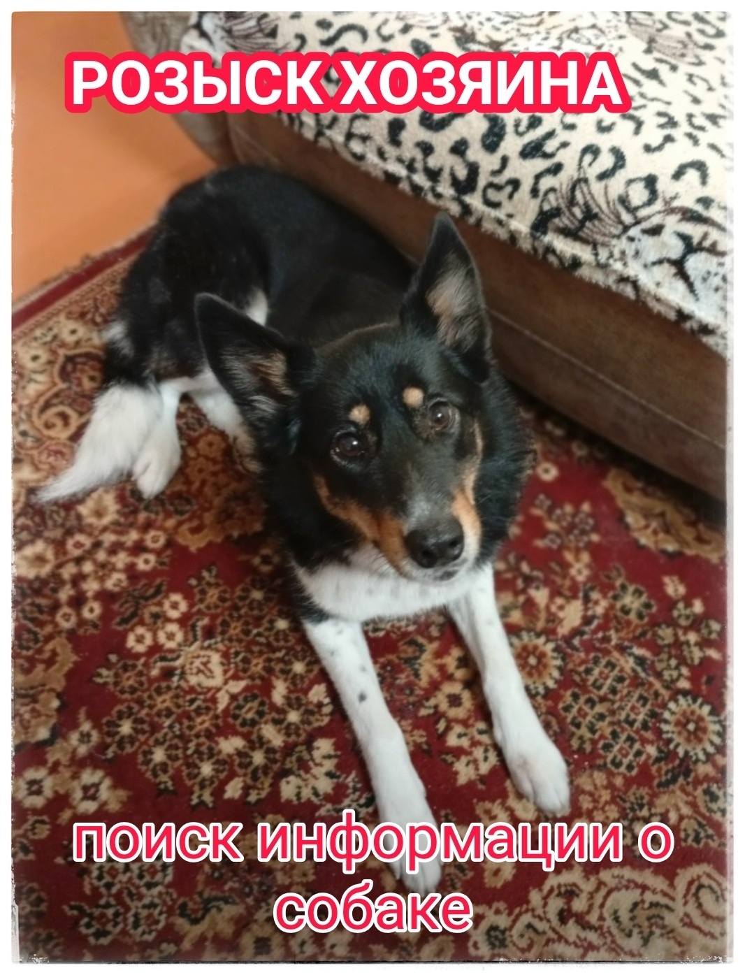 Найдена собака в Мурманске — фото объявления