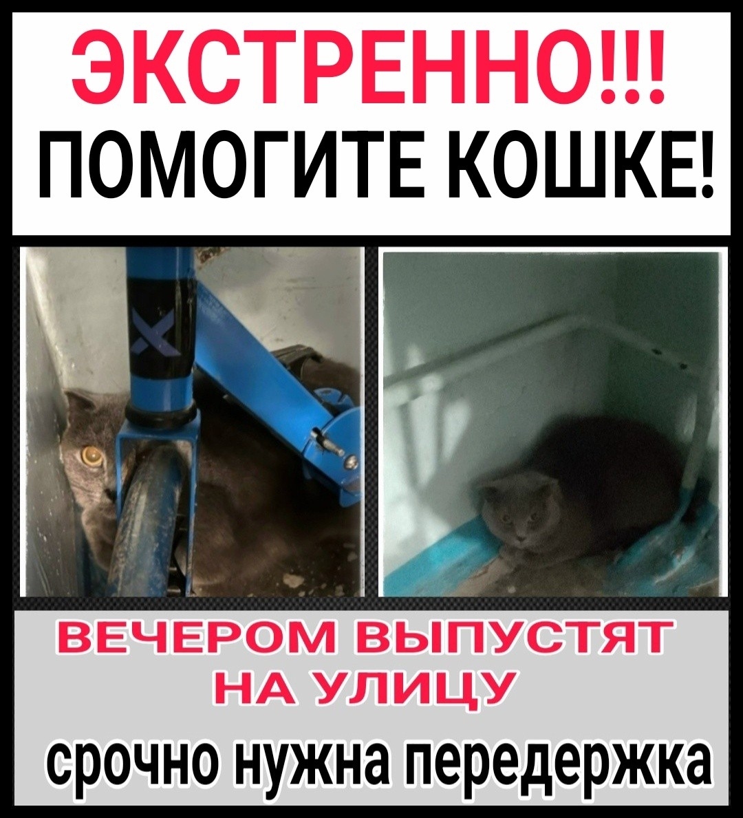 Найдена собака в Мурманске — фото объявления