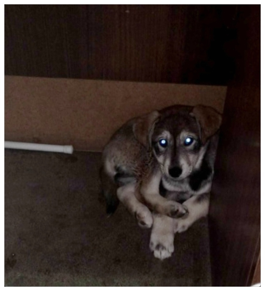 Найдена собака в Мурманске — фото объявления