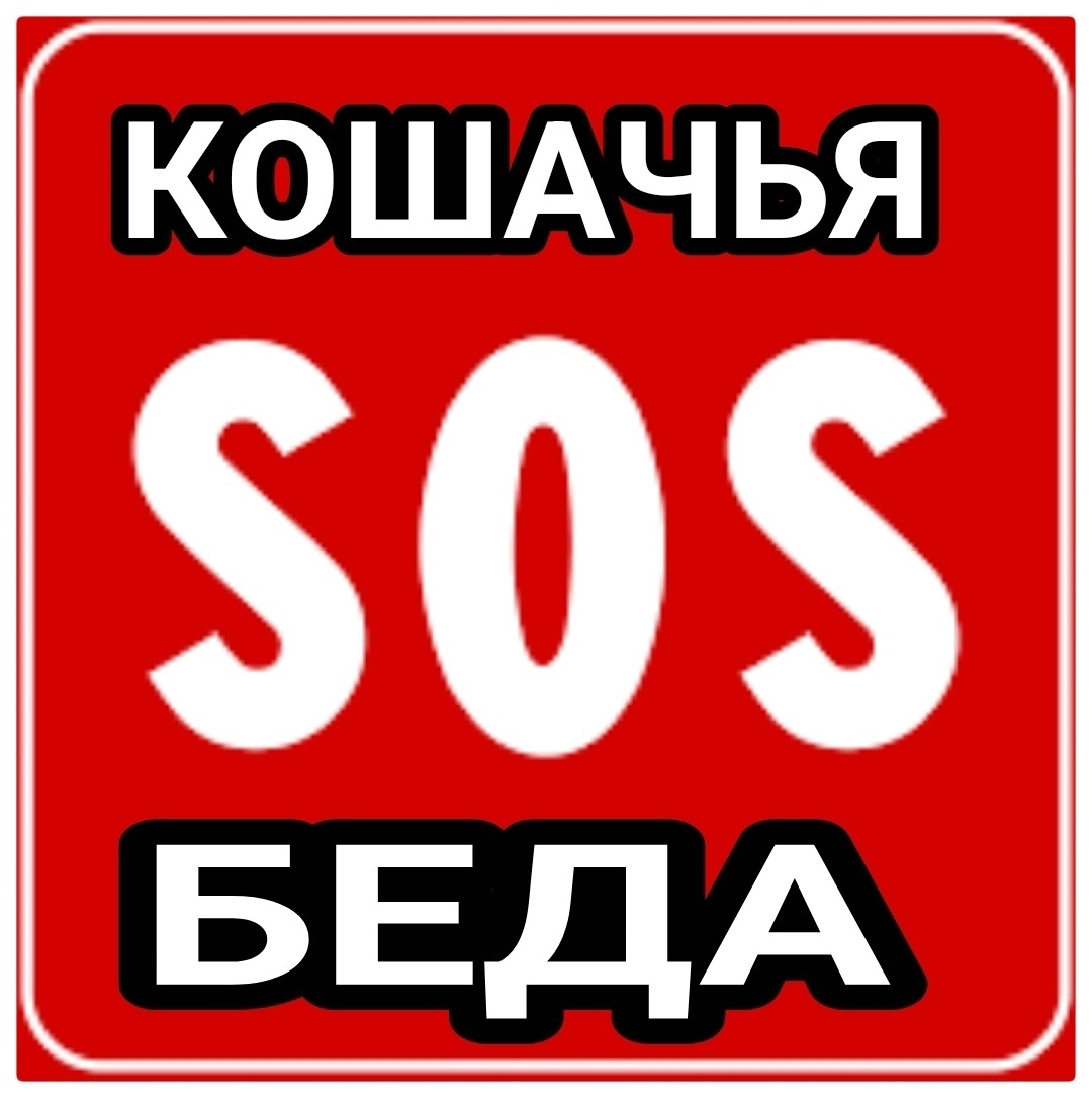 Найдена собака в Мурманске — фото объявления