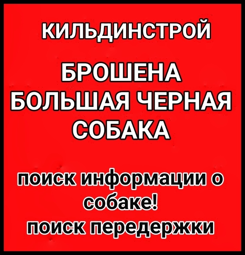 Пропала собака в Мурманске — фото объявления