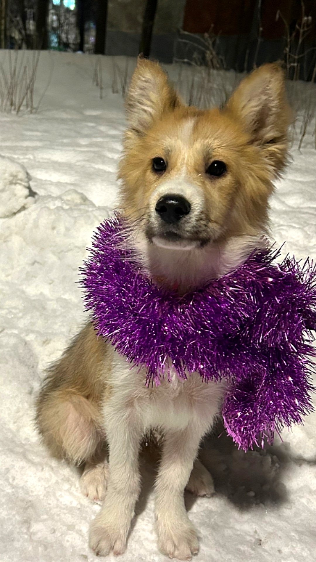 Найдена собака в Мурманске — фото объявления