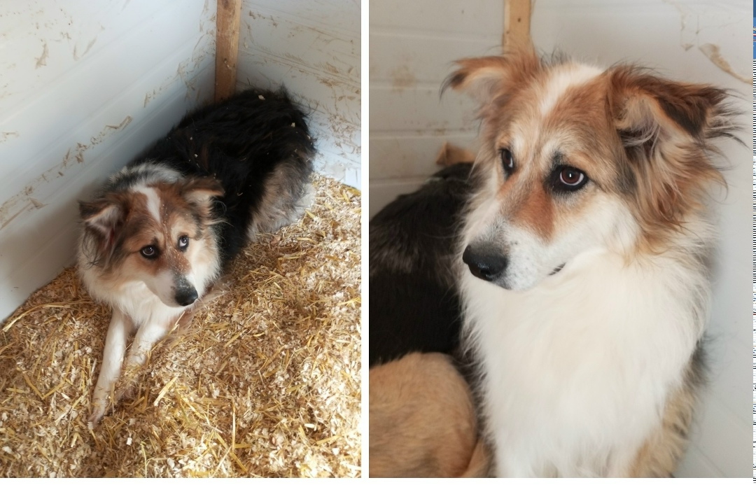 Найдена собака в Мурманске — фото объявления