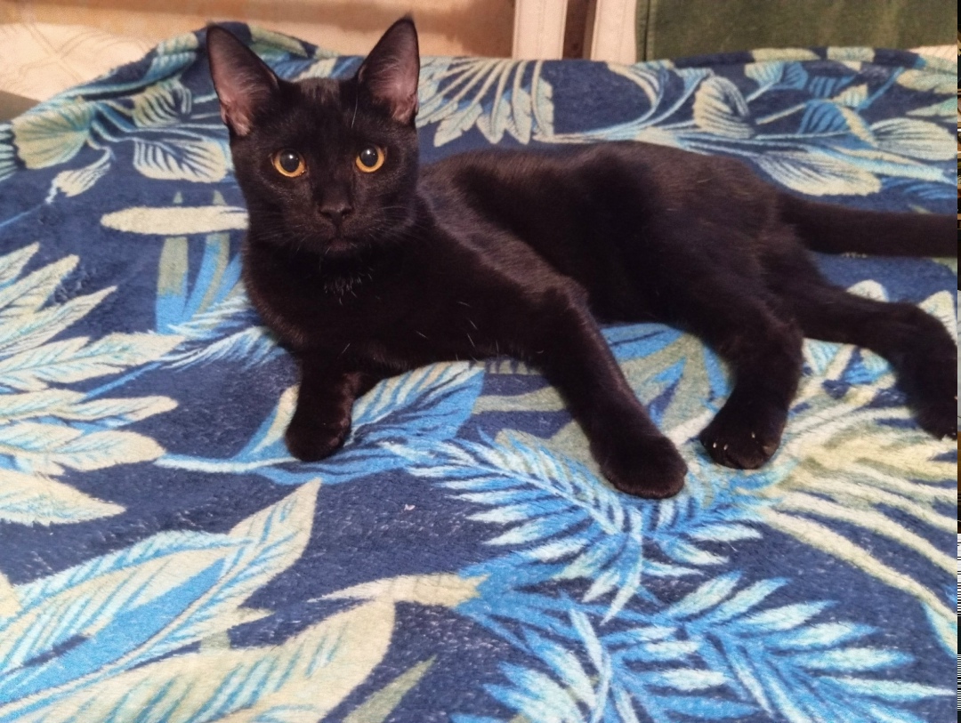 Найдена кошка в Мурманске — фото объявления