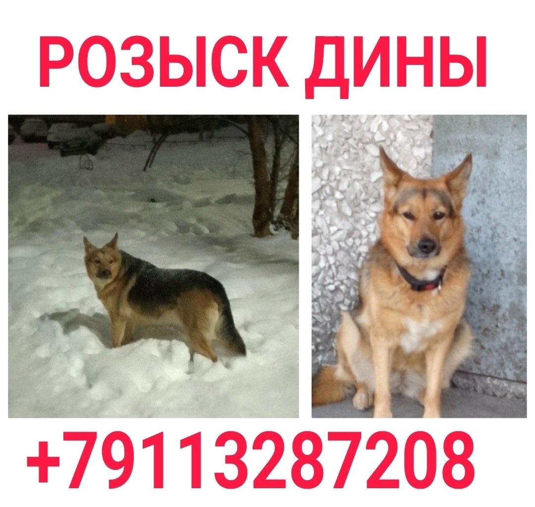 Пропала собака в Мурманске — фото объявления