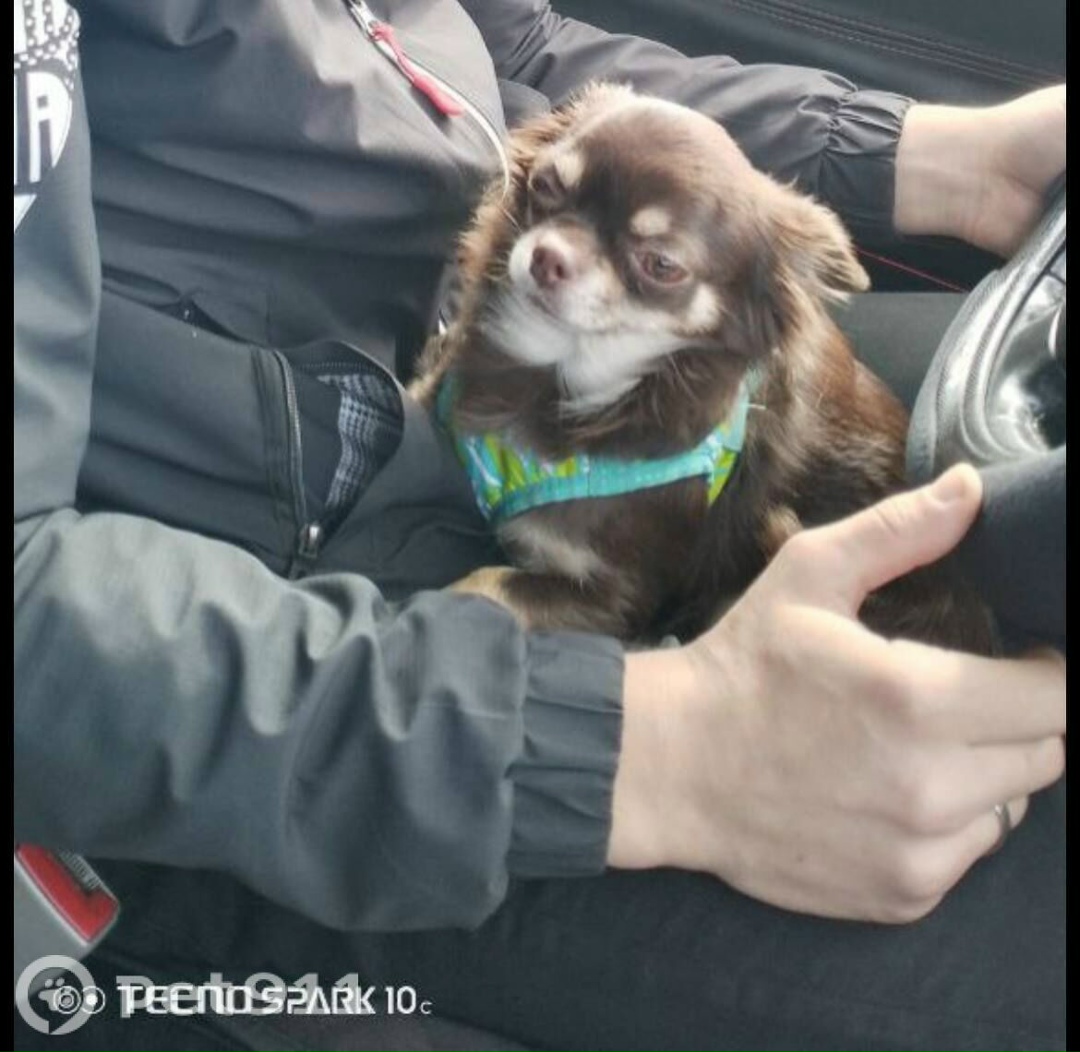 Пропала собака в Мурманске — фото объявления