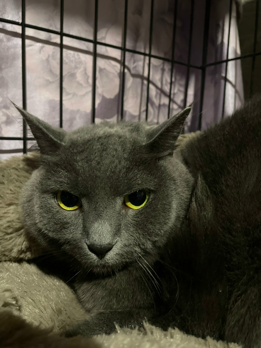 Найдена кошка в Мурманске — фото объявления