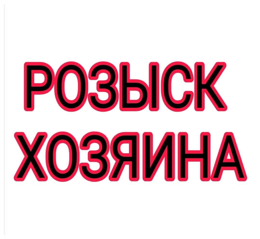 Найдена собака в Мурманске — фото объявления