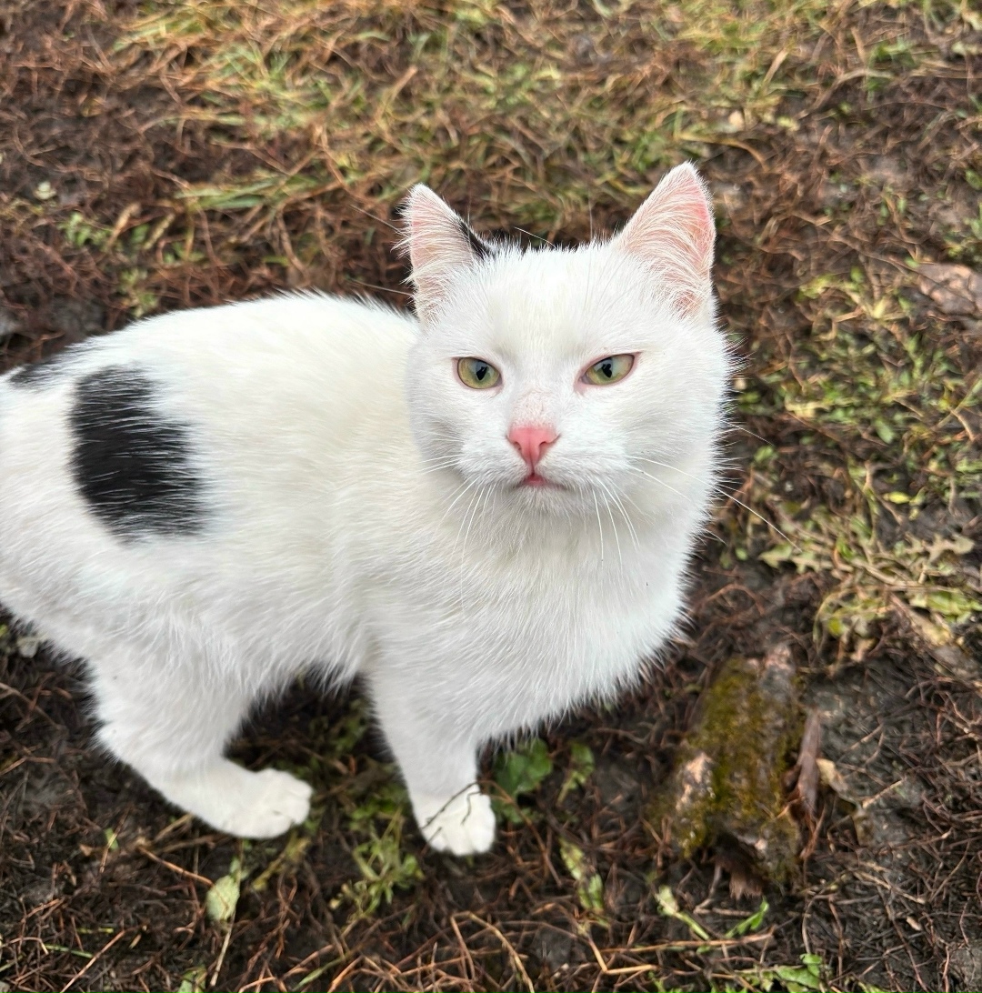 Пропала кошка в Стерлитамаке — фото объявления