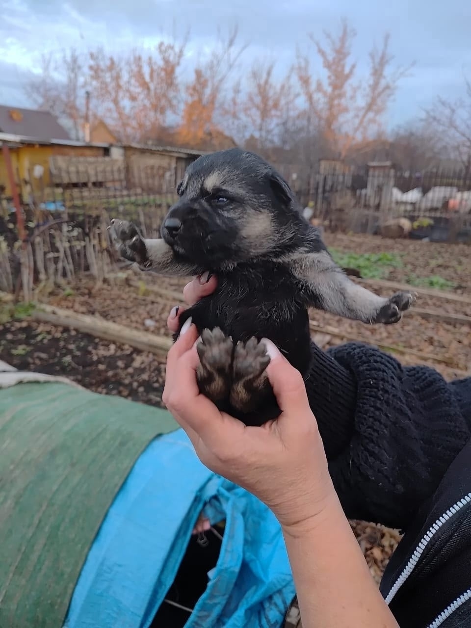 Найдена собака в Стерлитамаке — фото объявления