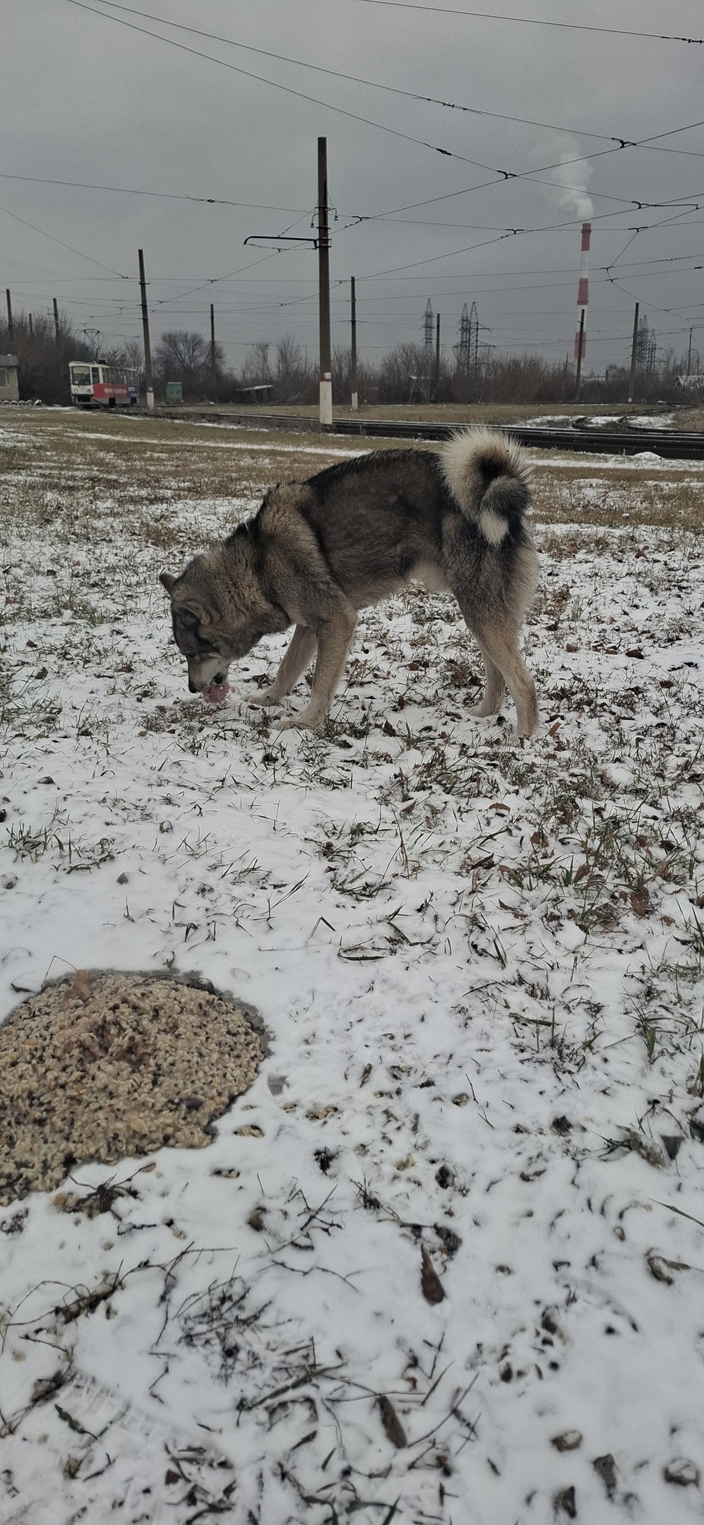 Пропала собака в Стерлитамаке — фото объявления