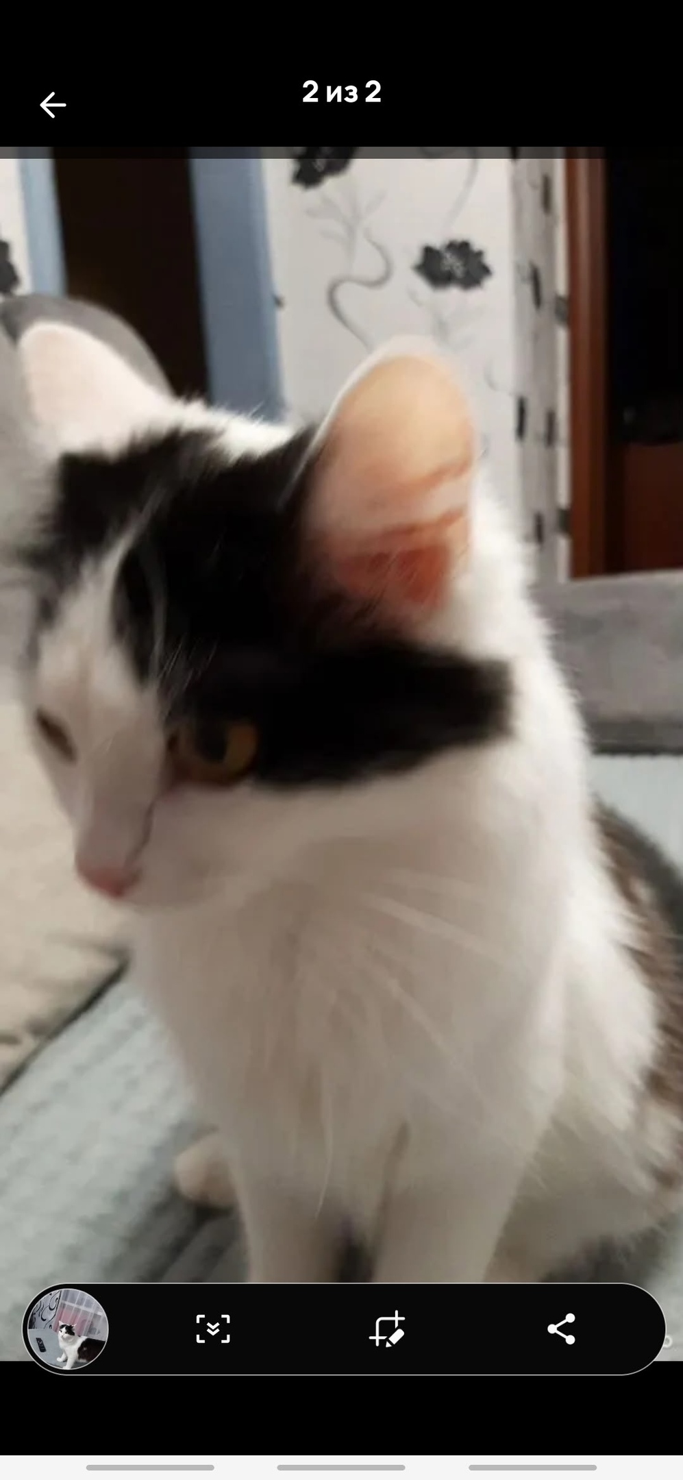 Пропала кошка в Стерлитамаке — фото объявления