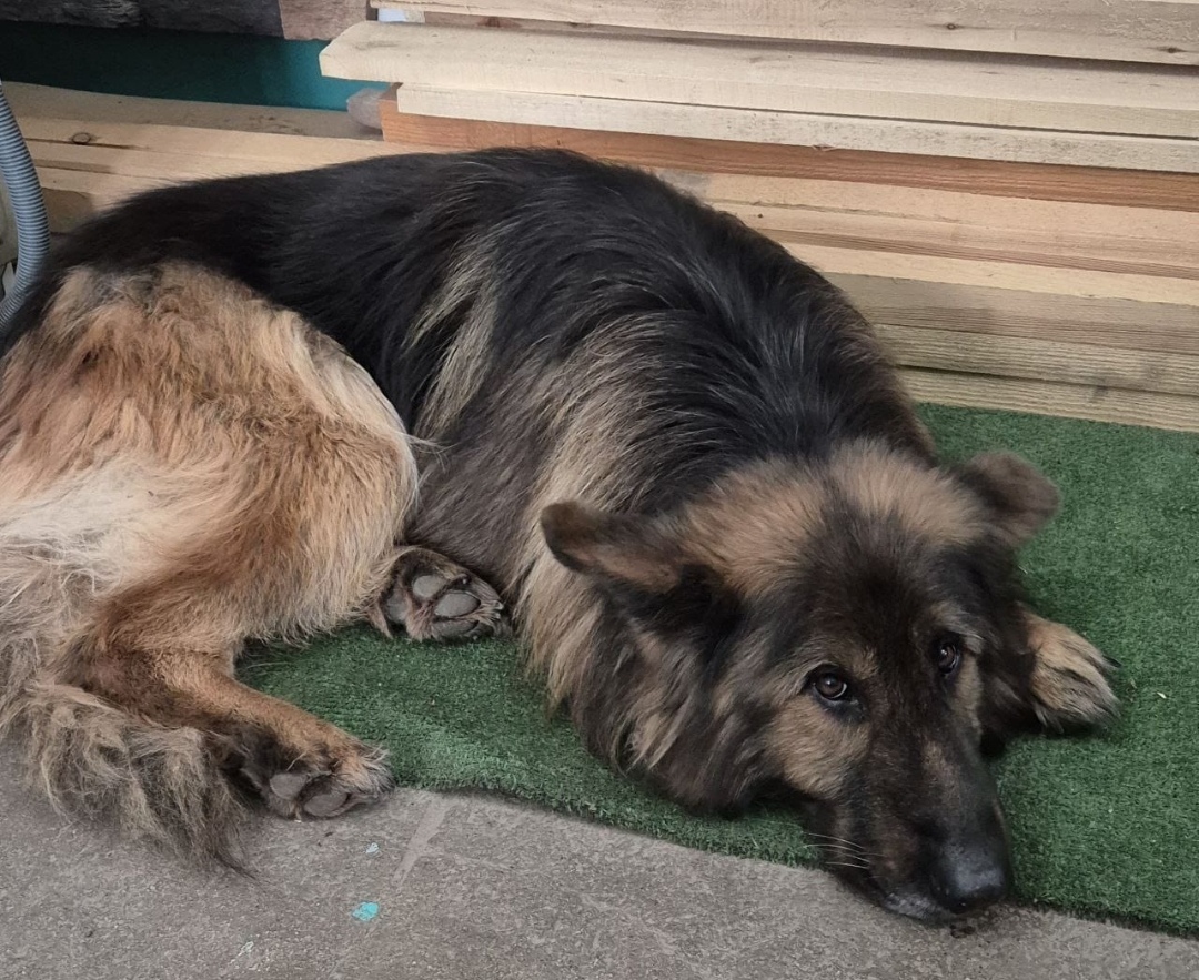 Найдена собака в Стерлитамаке — фото объявления