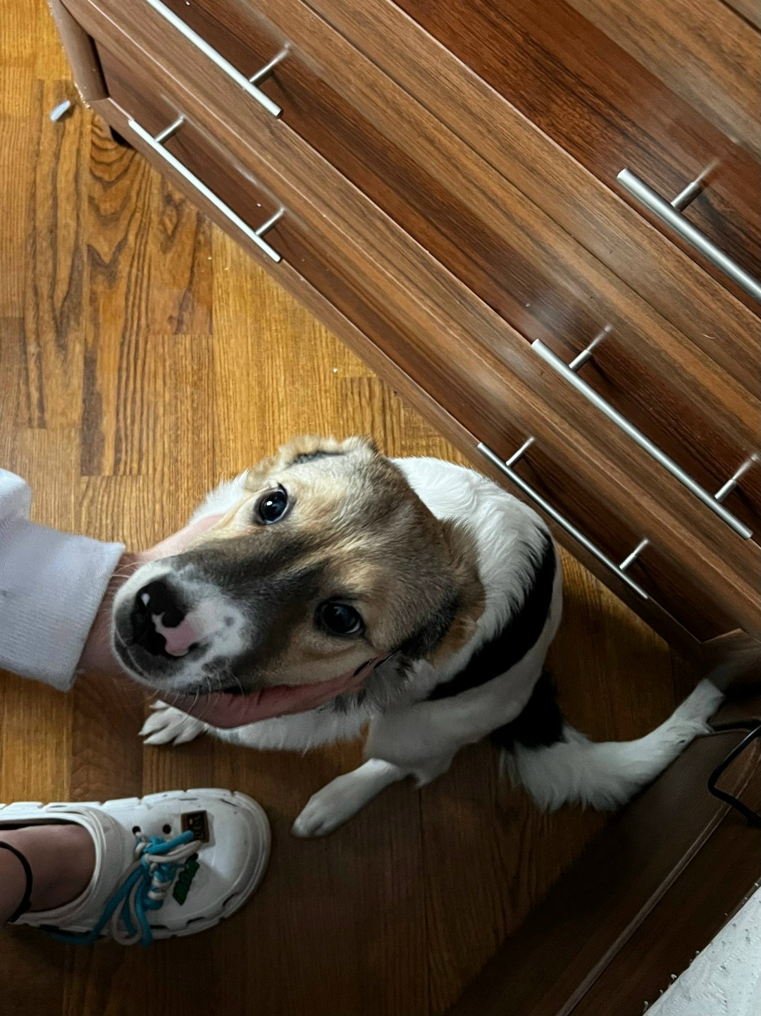 Найдена собака в Стерлитамаке — фото объявления