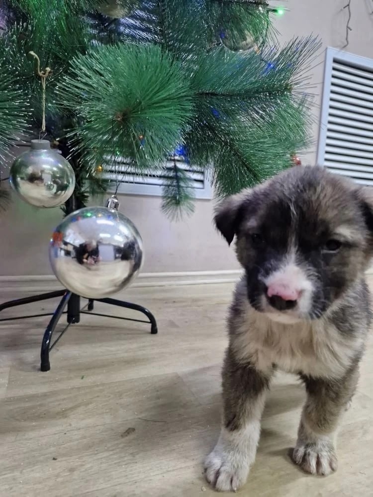 Найдена собака в Стерлитамаке — фото объявления