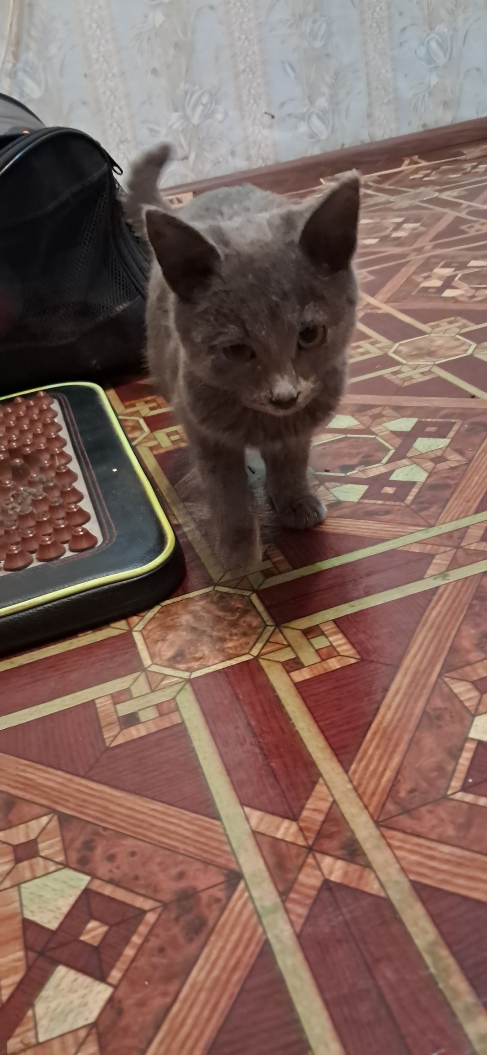 Найдена кошка в Стерлитамаке — фото объявления