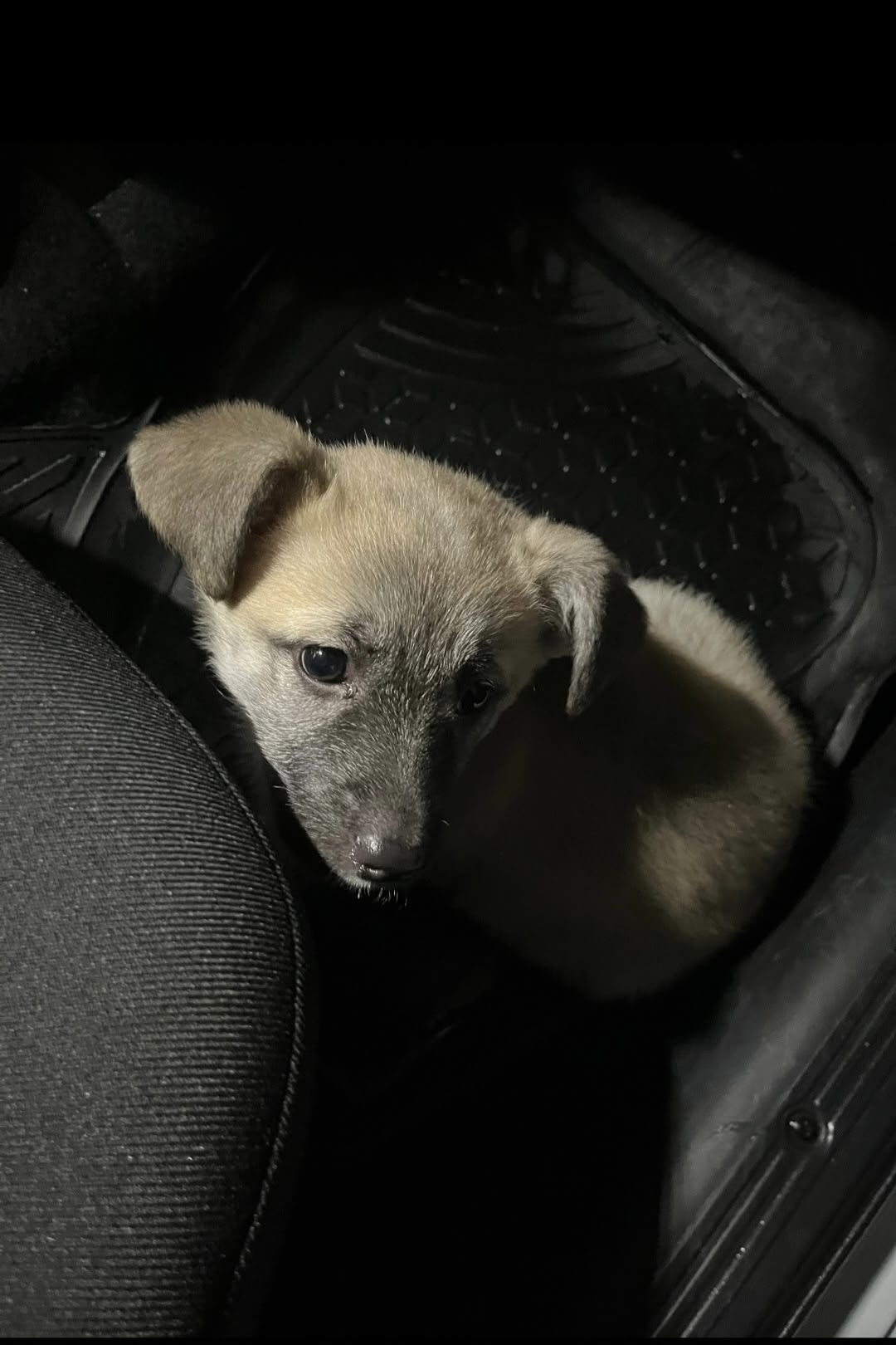 Найдена собака в Стерлитамаке — фото объявления