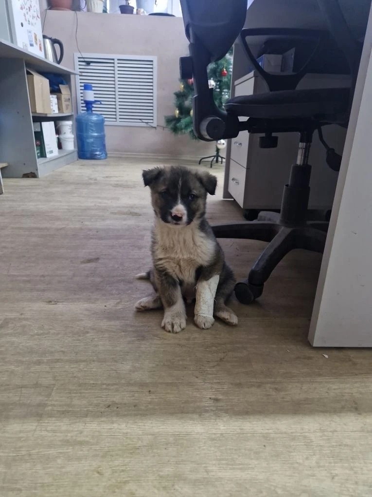 Найдена собака в Стерлитамаке — фото объявления