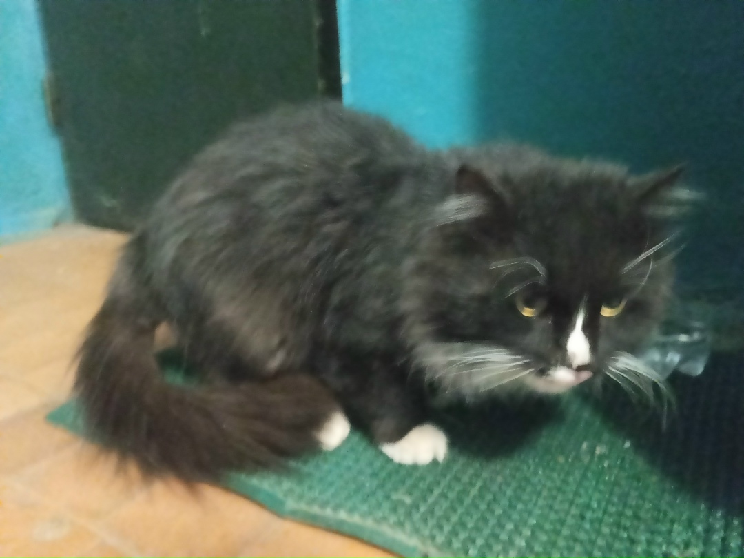 Найдена кошка в Стерлитамаке — фото объявления
