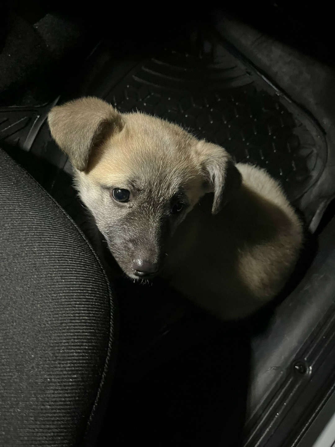 Найдена собака в Стерлитамаке — фото объявления