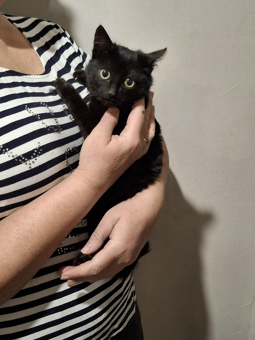 Найдена кошка в Стерлитамаке — фото объявления