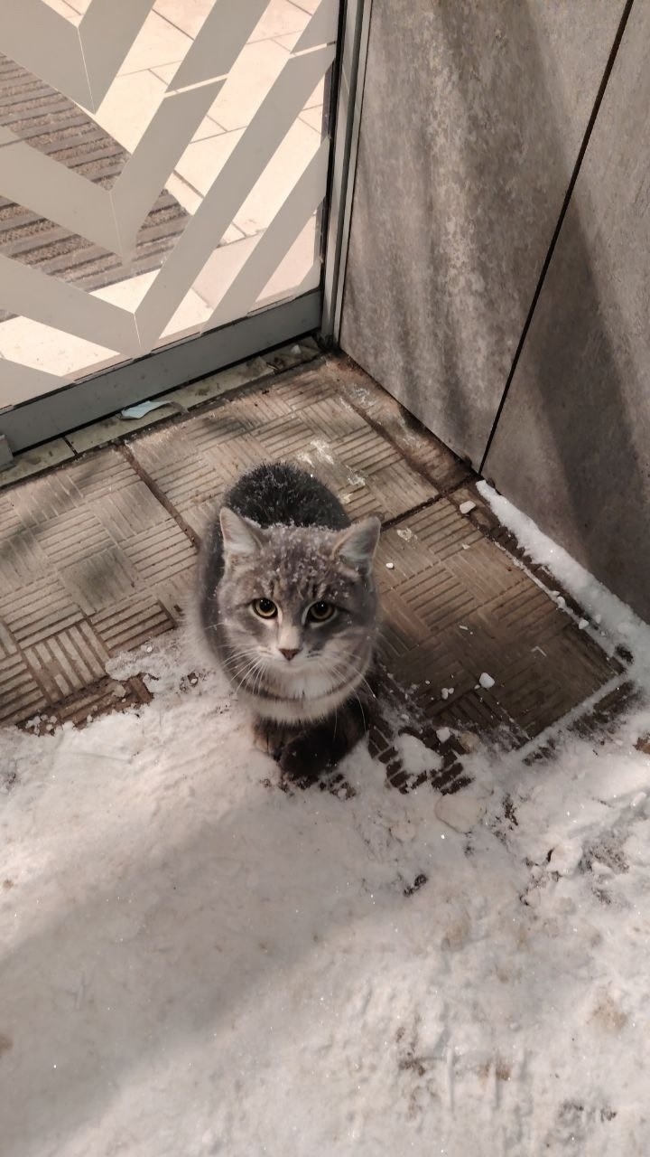 Пропала кошка в Стерлитамаке — фото объявления