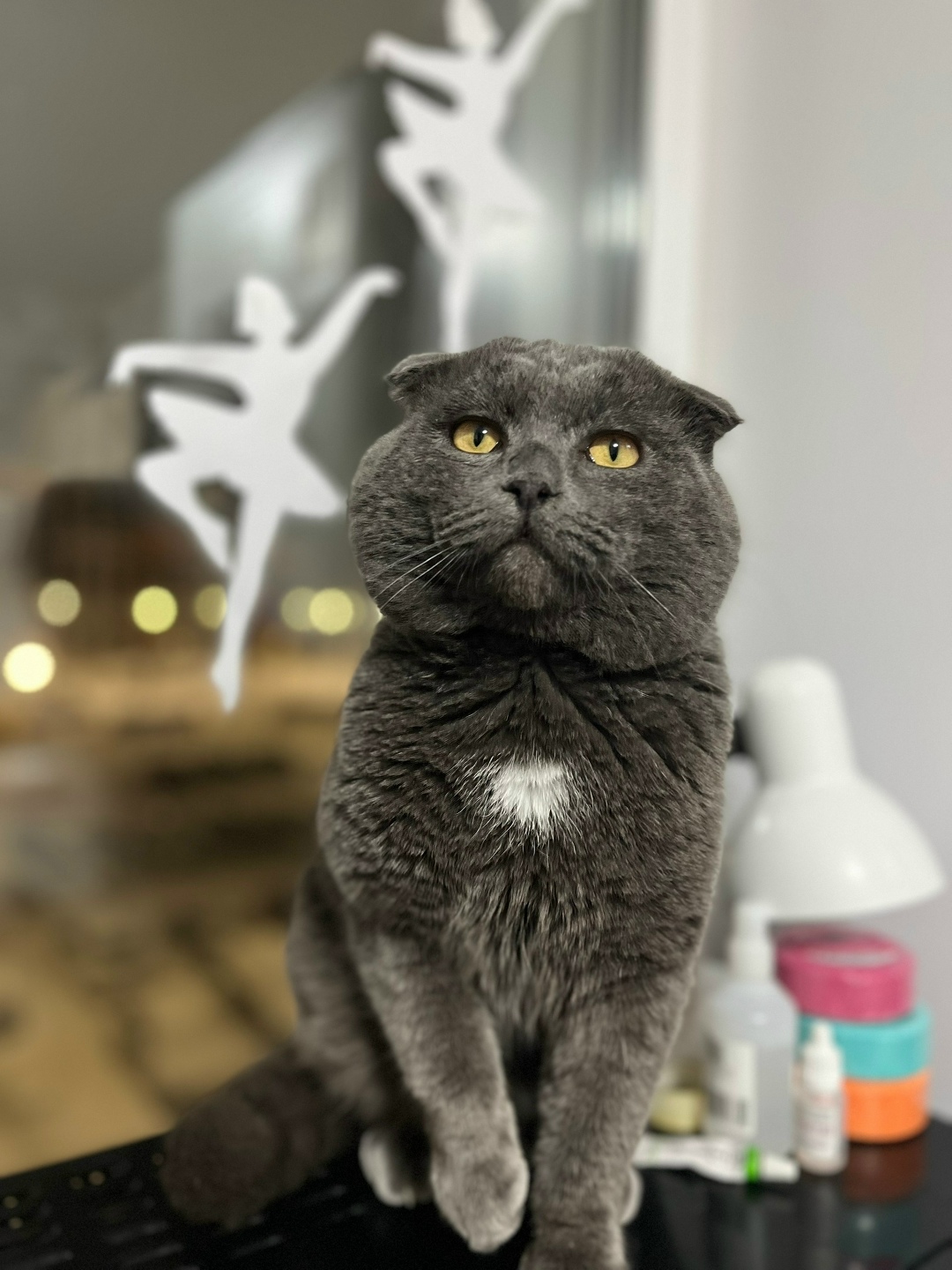 Найдена кошка в Стерлитамаке — фото объявления