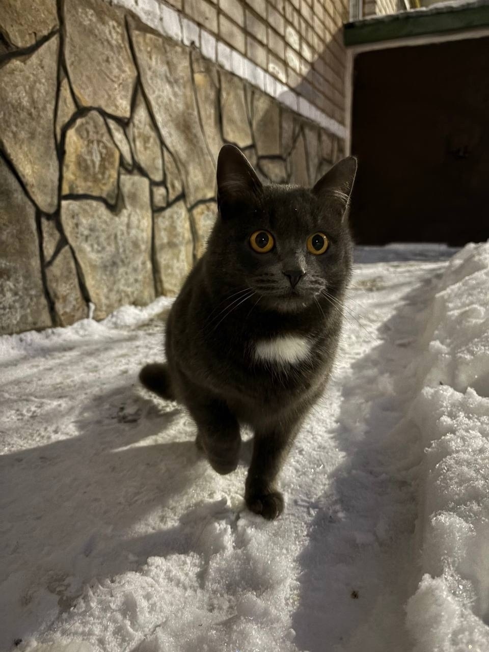 Пропала кошка в Стерлитамаке — фото объявления