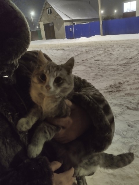 Пропала собака в Стерлитамаке — фото объявления