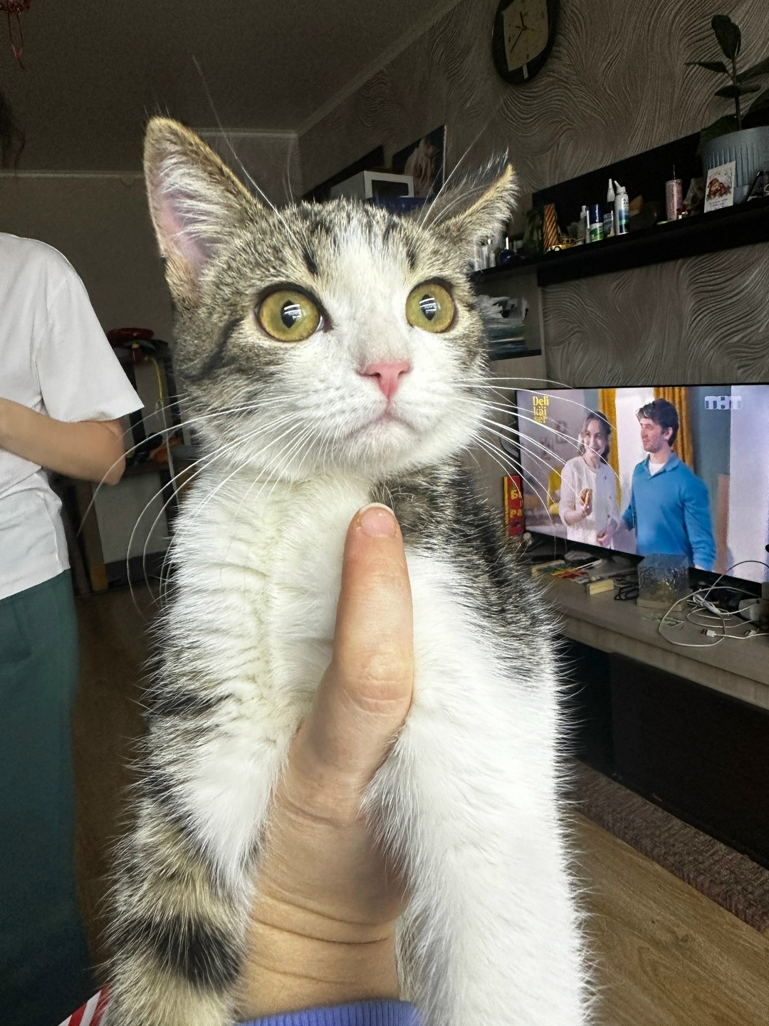 Найдена кошка в Стерлитамаке — фото объявления